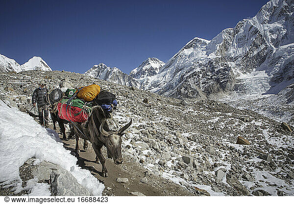 Ein Versorgungszug auf dem Weg zum Everest Base Camp in Nepal.