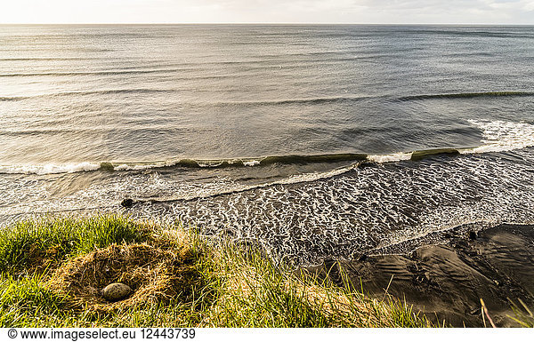Ein Vogelnest sitzt auf einer Klippe mit Blick auf die isländische Küste; Grundarfjorour  Island
