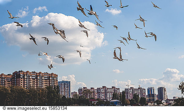ein Vogelschwarm fliegt über die Stadt