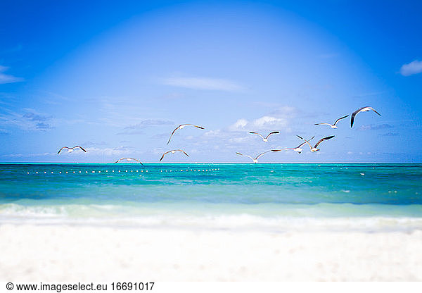 Ein Vogelschwarm fliegt über die türkisfarbenen Gewässer der Karibik