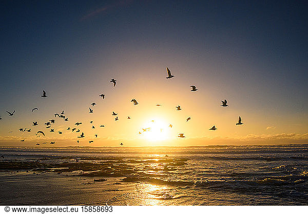 Ein Vogelschwarm hebt vor dem Sonnenuntergang ab