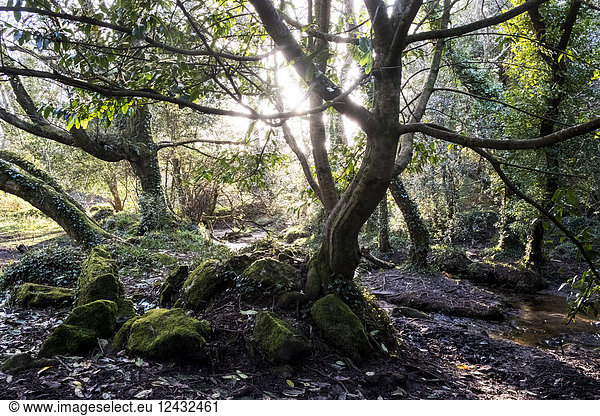 Ein Waldboden mit moosbedeckten Felsen und verdrehten Baumstämmen mit freiliegenden Wurzeln  Linsenreflexe und Sonnenfilterung durch Zweige mit neuem grünen Blattwuchs.