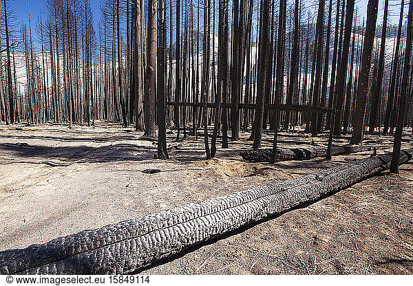 Ein Waldbrand vernichtet ein Waldgebiet im Little Yosemite Valley im Yosemite National Park  Kalifornien  USA. Nach vier Jahren beispielloser Dürre werden die Waldbrände in