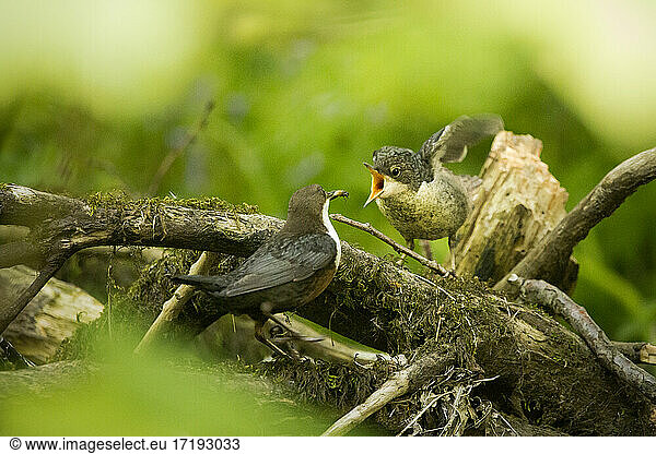 Ein Wasseramselvogel füttert ein Jungtier im Wald
