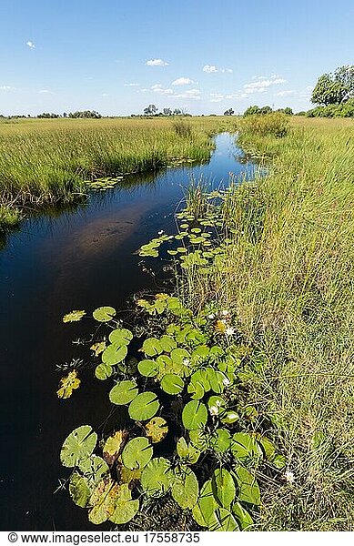 Ein Wasserkanal neben dem Camp  Okavango Delta  Lebala Camp  Botswana  Afrika