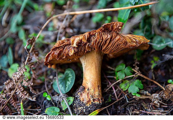 Ein wilder brauner Pilz liegt auf dem Waldboden  BOLU LAKE TURKEY