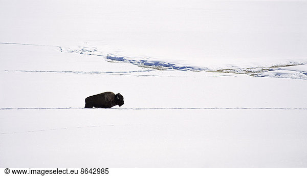 Ein Wisent im Schnee. Der amerikanische Bison  der amerikanische Büffel. Ein einzelnes Tier  in einer tiefen Schneeverwehung. Eine offene Schneelandschaft.