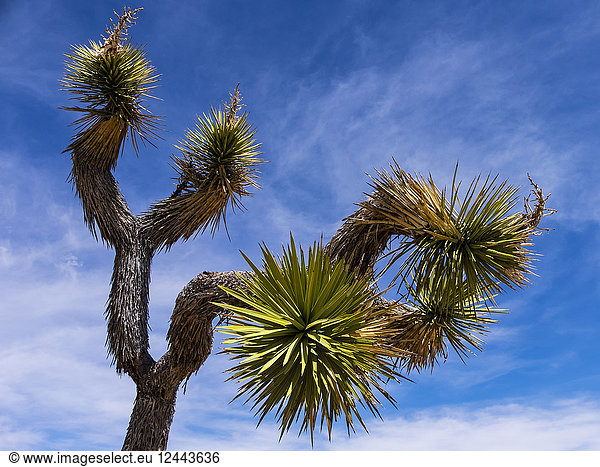 Ein Yucca brevifolia Baum,  Joshua Tree National Park,  Kalifornien,  Vereinigte Staaten von Amerika