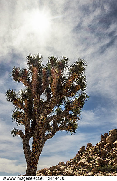 Ein Yucca brevifolia-Baum unter einem strahlenden Sonnenhimmel  Joshua Tree National Park  Kalifornien  Vereinigte Staaten von Amerika