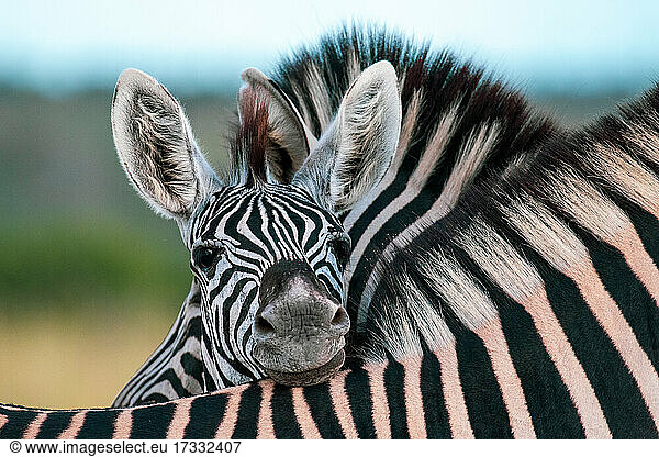 Ein Zebrafohlen  Equus quagga  ruht seinen Kopf auf dem Rücken eines anderen Zebras