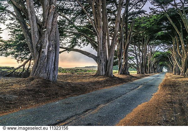 Eine Allee von Bäumen  die auf beiden Seiten einer Straße im Point Reyes National Park in Kalifornien wachsen.