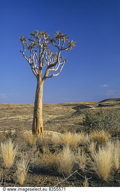 Eine Aloe-Pflanze (Aloe dichotoma) in der Semi-Wüste, Grünau, Southern Region, Namibia