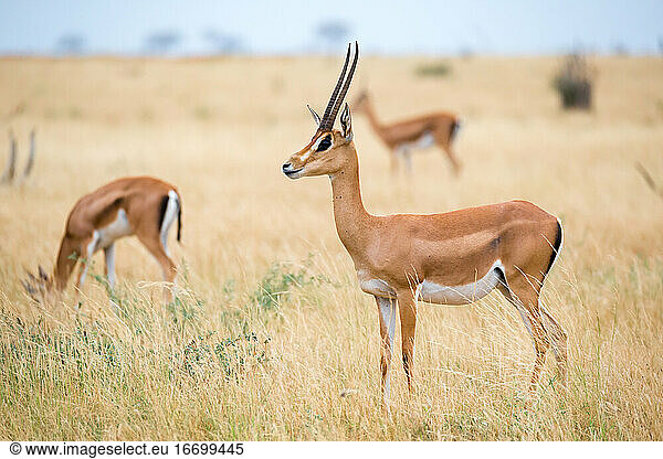 Eine Antilope im Grasland der Savanne von Kenia