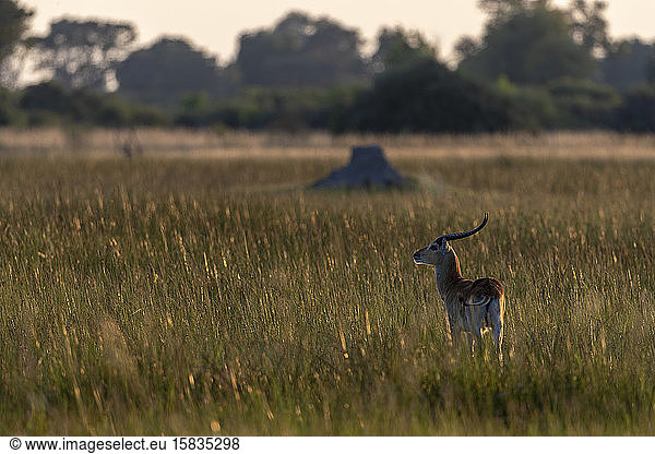 eine Antilope steht bei Sonnenuntergang in der Savanne