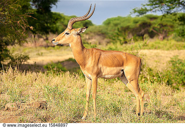 Eine Antilope steht in der Savanne  Kenia