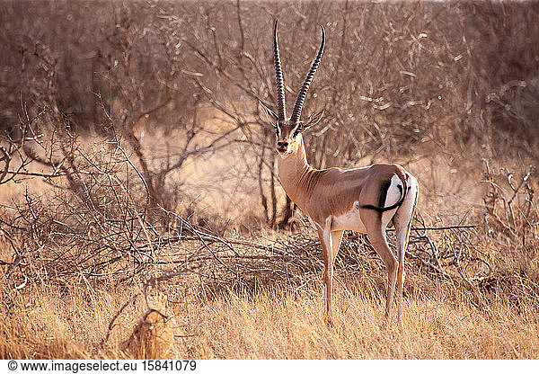 Eine Antilope steht in der Savanne von Kenia