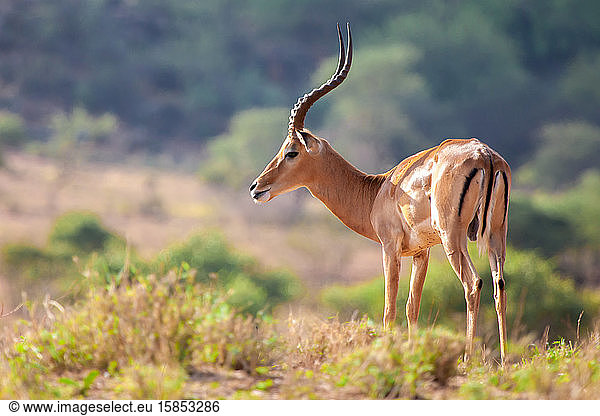 Eine Antilope steht  Safari in Kenia