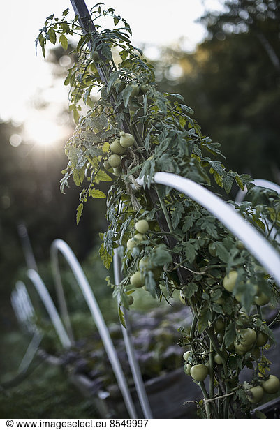 Eine Bio-Gemüsepflanze  eine Tomatenrebe  die als Stütze auf einem Bio-Bauernhof aufwächst. Abenddämmerung.