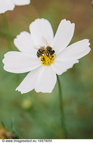 Eine Blume mit einer Biene und Unschärfe im Hintergrund