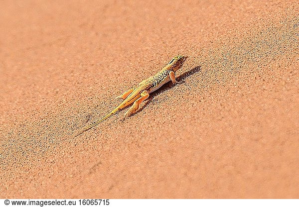 Eine Eidechse krabbelt im Sossusvlei   Namib-Naukluft-Nationalpark   Namibia.