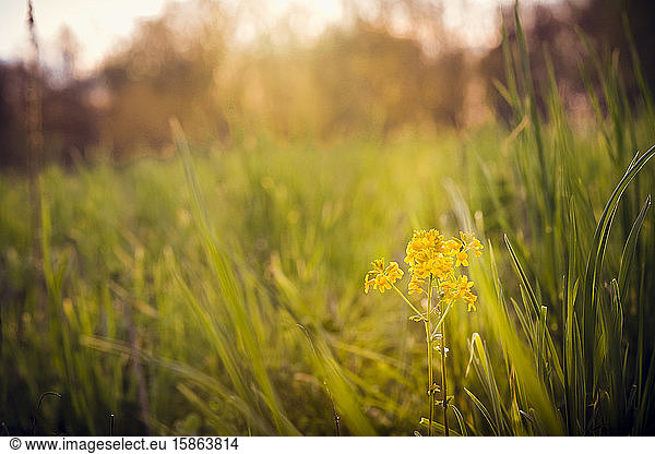 Eine einzelne gelbe Wildblume in einem Grasfeld