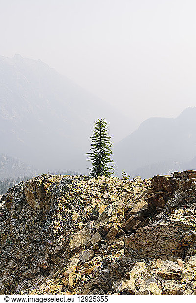 Eine einzelne Kiefer auf einem Berggipfel auf dem Pacific Crest Trail  in der Nähe des Cutthroat Pass  North Cascades  Washington