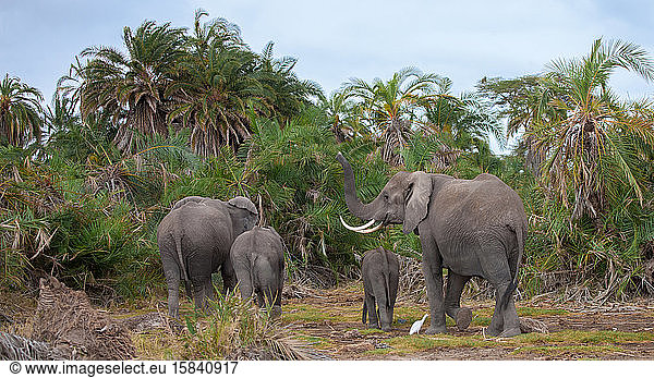 eine Elefantenfamilie in der Savanne von Kenia
