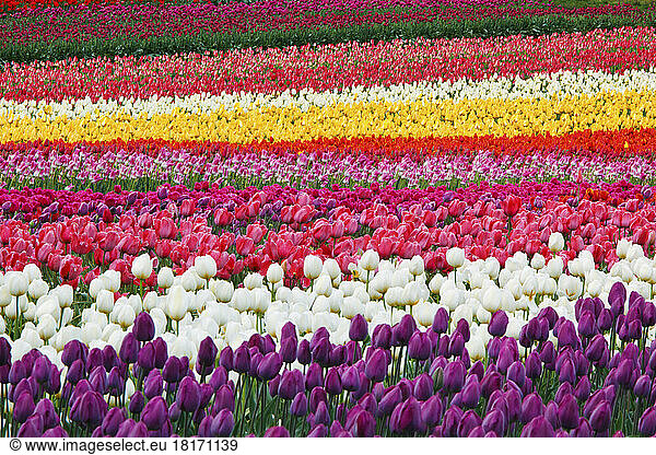 Eine Fülle von farbenprächtigen Tulpen auf einem Feld  Wooden Shoe Tulip Farm; Oregon  Vereinigte Staaten von Amerika