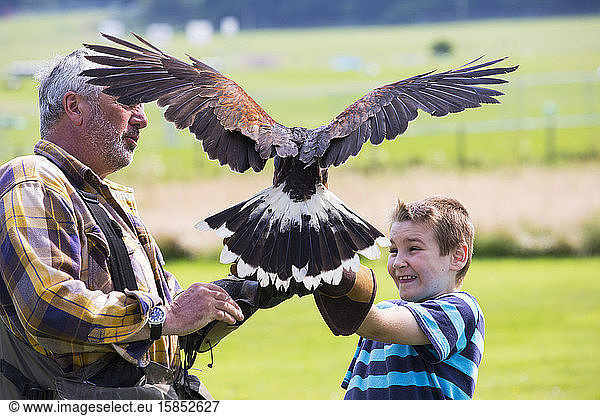 Eine Falknervorführung im Lowther Bird of Prey Centre in der Nähe von Penrith  Cumbria  Großbritannien  bei der ein Falkner einen Harris Hawk anlockt  um auf einem Mitglied der Öffentlichkeit zu landen.
