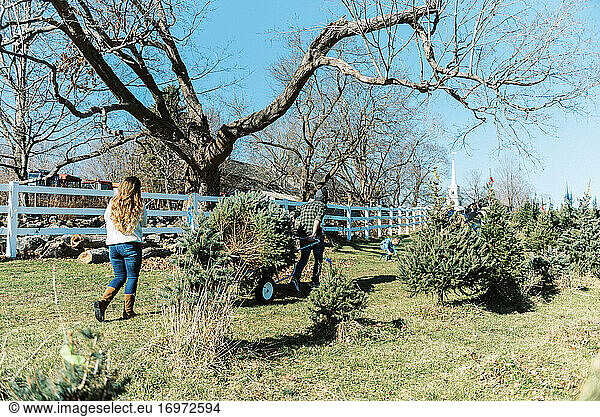 Eine Familie transportiert ihren frisch geschlagenen Weihnachtsbaum