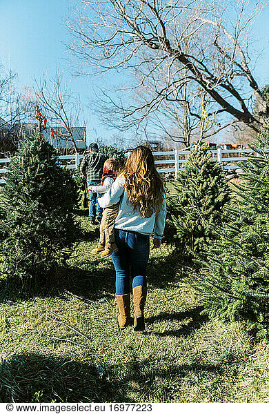 Eine Familie transportiert ihren frisch geschlagenen Weihnachtsbaum