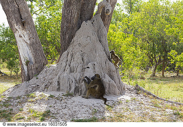 Eine Familie von Pavianen unter Bäumen in der Nähe eines Termitenhügel in einem Wildreservat.