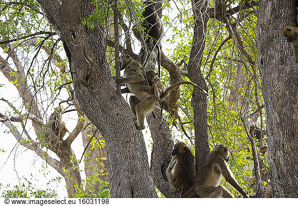 Eine Familie von Pavianen unter Bäumen in einem Wildreservat.