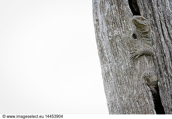 Eine Felsenwaran-Eidechse  Varanus albigularis  umarmt einen vertikal stehenden toten Baum  Hintergrund ausgebleicht