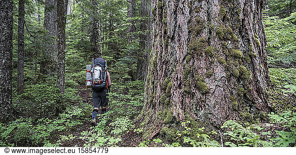 Eine Frau wandert an einem riesigen Baum im Cascades-Nationalpark im Norden vorbei
