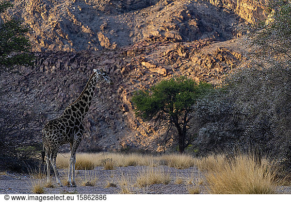 Eine Giraffe bei Sonnenuntergang in einem Canyon  im Hintergrund ein felsiger Canyon