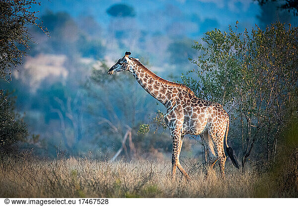 Eine Giraffe  Giraffa camelopardalis giraffa  läuft durch eine Lichtung mit blauem Hintergrund