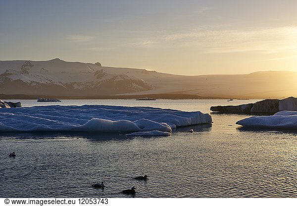 Eine Gletscherlagune bei Sonnenuntergang mit silhouettierten Enten schwimmen im Wasser im Vordergrund; Island