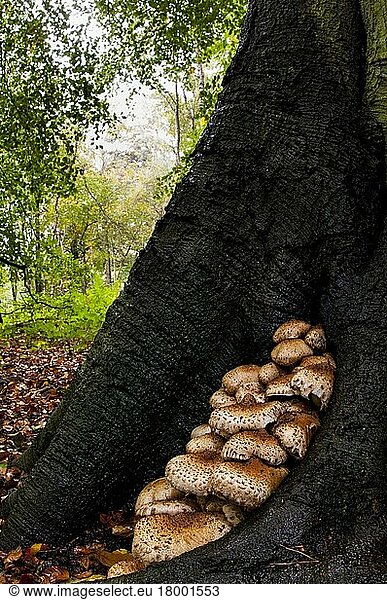Eine große Gruppe von zottigen Schuppentieren (Pholiota squarrosa)  die an der Basis einer ausgewachsenen Buche in Clumber Park  Nottinghamshire  wachsen. Oktober