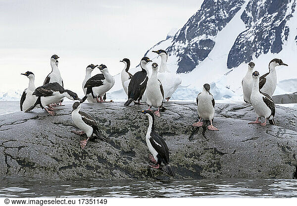 Eine Gruppe erwachsener antarktischer Krähenscharben (Leucocarbo bransfieldensis)  am Brutplatz auf Booth Island  Antarktis  Polarregionen