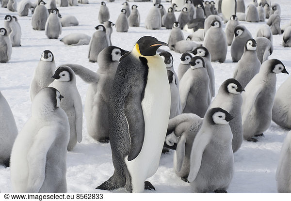 Eine Gruppe Kaiserpinguine  ein erwachsenes Tier und eine große Gruppe von Pinguinküken. Eine Brutkolonie.