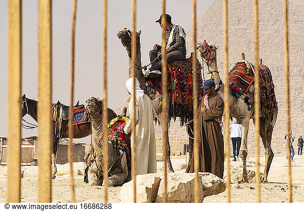 Eine Gruppe Kamele wartet in Gizeh  Ägypten  auf einen Ausritt.