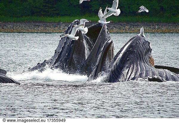 Eine Gruppe von Buckelwalen mit weit geöffneten Mäulern  Möwen im Himmel  Bubble Feeding  Juneau  Inside Passage  Alaska  USA  Nordamerika