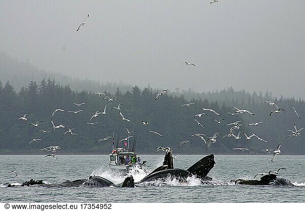 Eine Gruppe von Buckelwalen vor einem kleinen Boot  Möwen im Himmel  Bubble Feedin  Juneau  Inside Passage  Alaska  USA  Nordamerika
