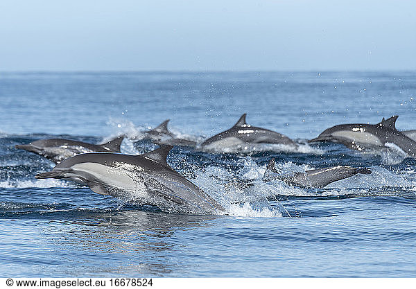 Eine Gruppe von Delfinen schwimmt in der Nähe der Insel Espíritu Santo.