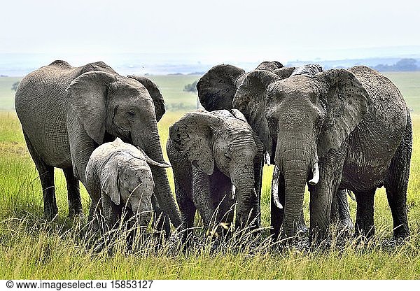 Eine Gruppe von Elefanten spielt an einer Wasserstelle in der Savanne