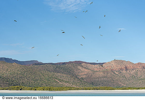 Eine Gruppe von Fregattvögeln fliegt an einem Strand der Insel Espiritu Santo.