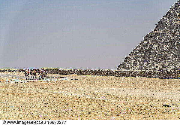 Eine Gruppe von Kamelen läuft auf der Straße entlang einer Pyramide in Gizeh  Ägypten