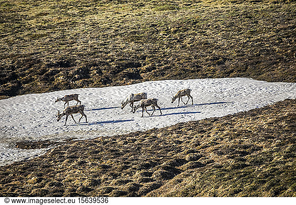 Eine Gruppe von Karibus (Rangifer tarandus) durchquert ein Schneefeld im Park. Karibus halten sich oft in der Nähe des Schnees auf oder legen sich auf den Schnee  um die Fliegen  die ihnen folgen  zu vermindern  und graben sich oft ein und nisten in ihren Verstecken. Inneres Alaska  Denali National Park and Preserve; Alaska  Vereinigte Staaten von Amerika