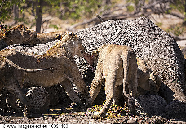 Eine Gruppe von Löwenweibchen  die sich von einem toten Elefanten ernähren  Moremi Game Reserve  Botswana